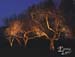 SMITH-trees